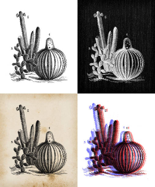 Antique botany illustration: Cactus