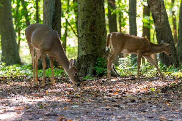 istock The white-tailed deer or Virginia deer in the autumn forest. 1344774106