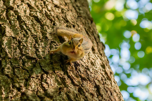 istock The eastern chipmunk (Tamias striatus) in the park 1344774167