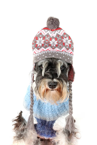 istock portrait of a miniature schnauzer with a woolen cap 1344774202