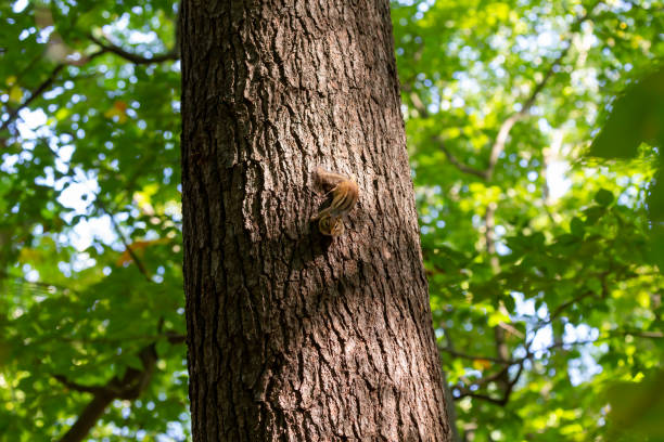 istock The eastern chipmunk (Tamias striatus) in the park 1344774274