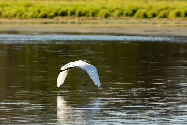 Photo of The great egret (Ardea alba)