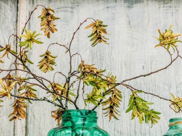 istock Close-up of green leaf in a vase 1344776573