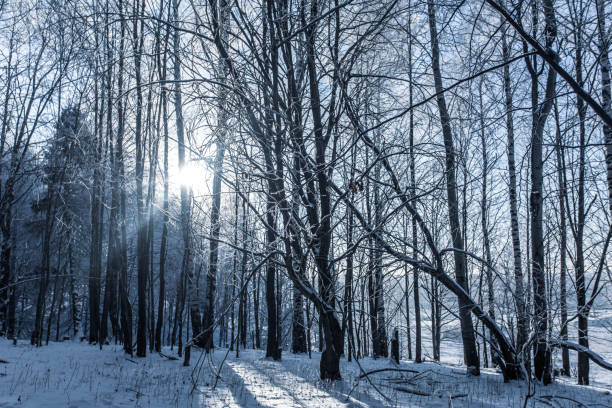 Cold winter forest with a bluish tint. Sun flare into the lens