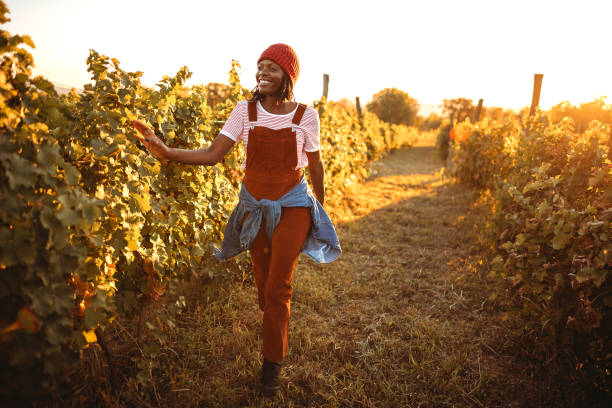 istock This year the grapes bore well 1344777215