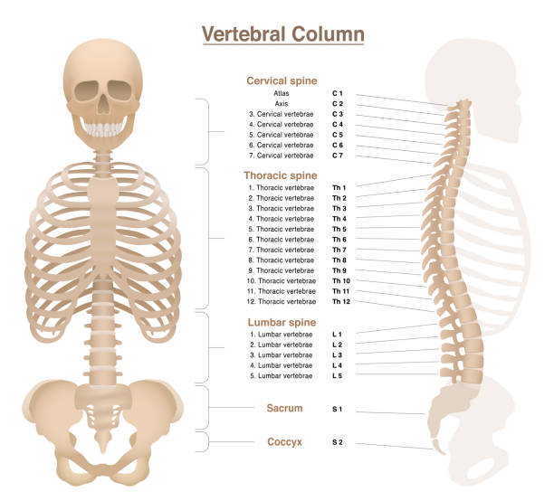 척추, 흉부, 골반 뼈 및 두개골이있는 골격 - 척추의 이름과 숫자가있는 척추 기둥 차트로 표시되었습니다. 흰색 배경에 격리된 벡터 그림입니다. - anatomy the human body human bone white background stock illustrations