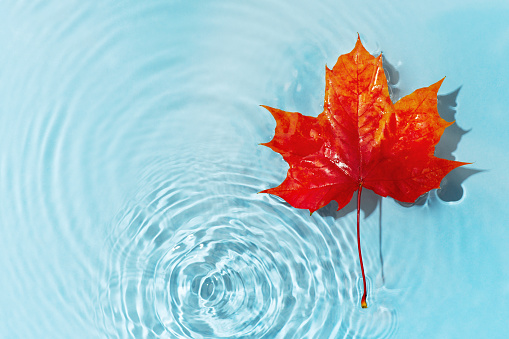 Red maple leaf in blue transparent and clean water surface, copy space