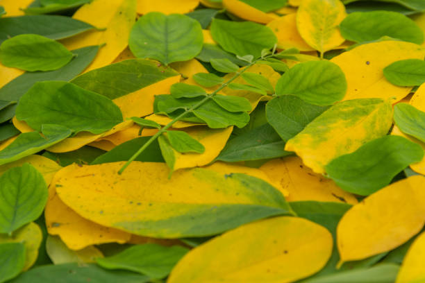 istock green and yellow acacia leaves background 1344777986