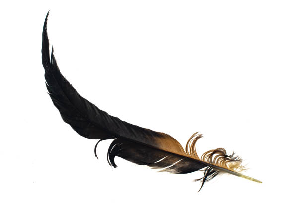 black and brown feathers of a rooster on a white isolated background