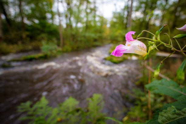 Impatiens glandulifera by flowing water at riverbank