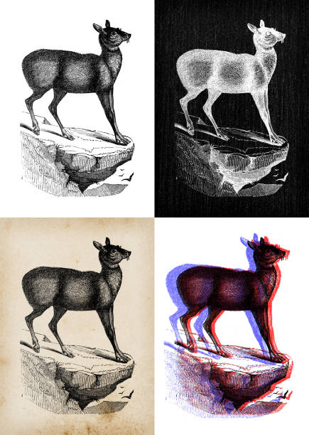 Antique animal illustration: Siberian musk deer (Moschus moschiferus) Antique animal illustration: Siberian musk deer (Moschus moschiferus) moschus stock illustrations