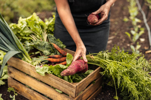 istock Anonymous farmer arranging freshly picked vegetables into a crate 1344778403