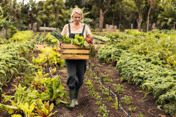 istock Organic farmer harvesting fresh vegetables on her farm 1344778511