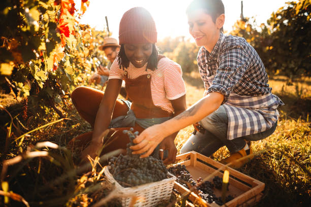 istock Young women working in the vineyard 1344778583