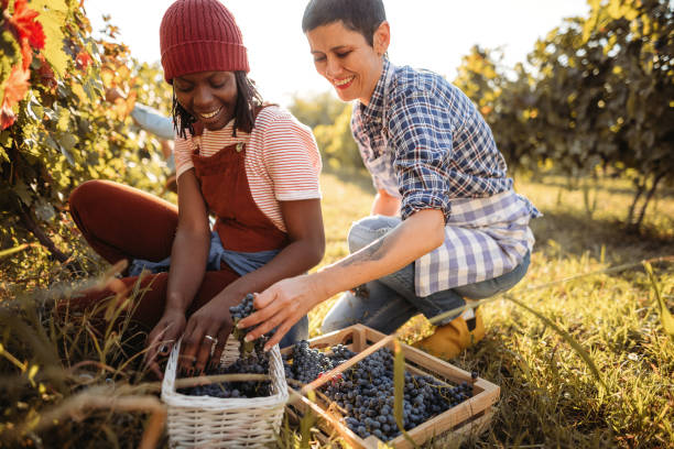 istock Young women working in the vineyard 1344778592