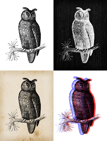 Antique animal illustration: long-eared owl (Asio otus)