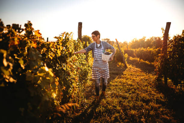istock Have a nice day to harvest grapes 1344779352