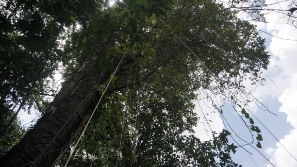 istock An old tree that grows tall with the roots of a parasitic plant sticking down 1344779488