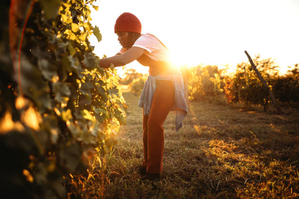 istock This year the grapes bore well 1344779555