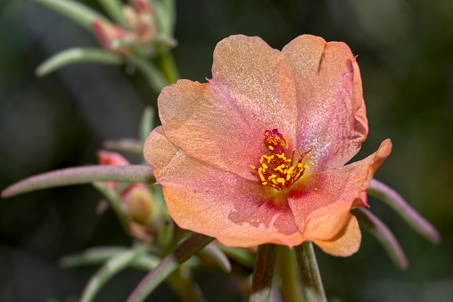 Flower of the Shrubby Purslane in Chino Valley, Arizona, United States
