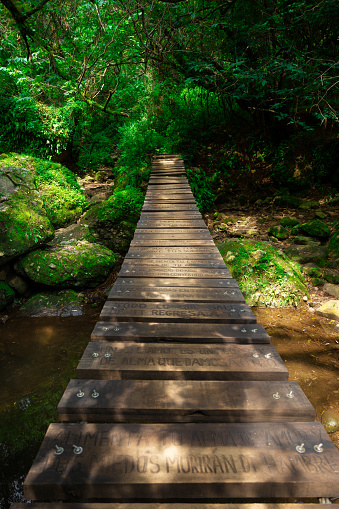 Beautiful suspension bridge in tropical forest, scenic landscape in Morelos, Estado de México, Mexico