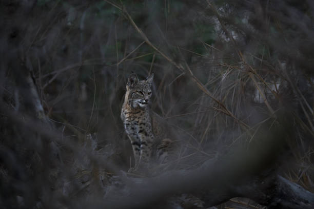 istock Majestic Bobcat In Morning Light 1344780482