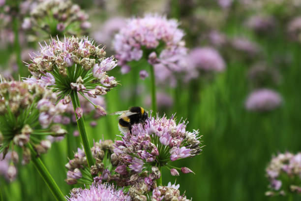 istock Bumblebee on Lilac Allium Flowers 1344780651