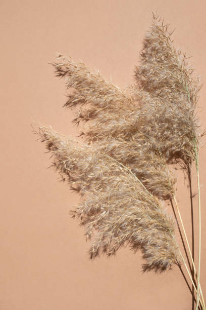 istock Pampas grass on a beige background with space for text. View from above. Vertical image. 1344782278