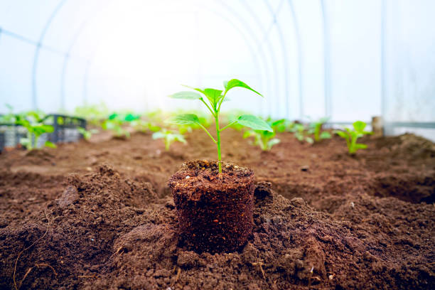 istock Young fresh sprout in sunlight in a greenhouse. 1344782970