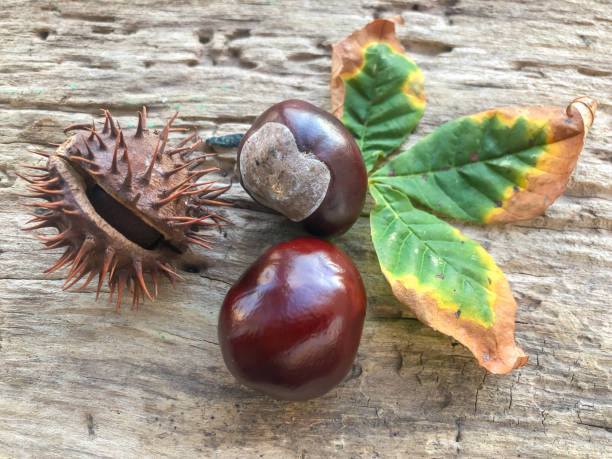 istock autumn background with horse chestnuts on a wooden table 1344783093