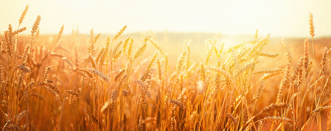 Spikes of ripe wheat in sun close-up with soft focus. Ears of golden wheat. Beautiful cereals field in nature on sunset, panoramic landscape in shining sunlight.