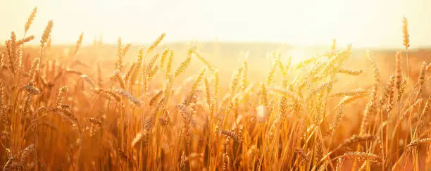 Photo of Ears of golden wheat.