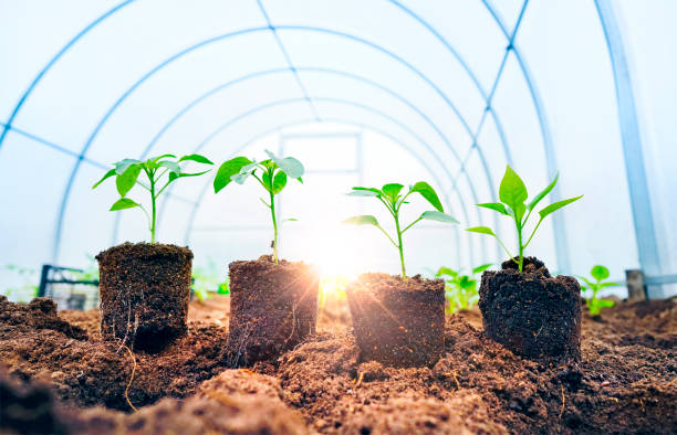 quattro giovani germogli freschi la luce del sole in una serra. - greenhouse pepper vegetable garden agriculture foto e immagini stock