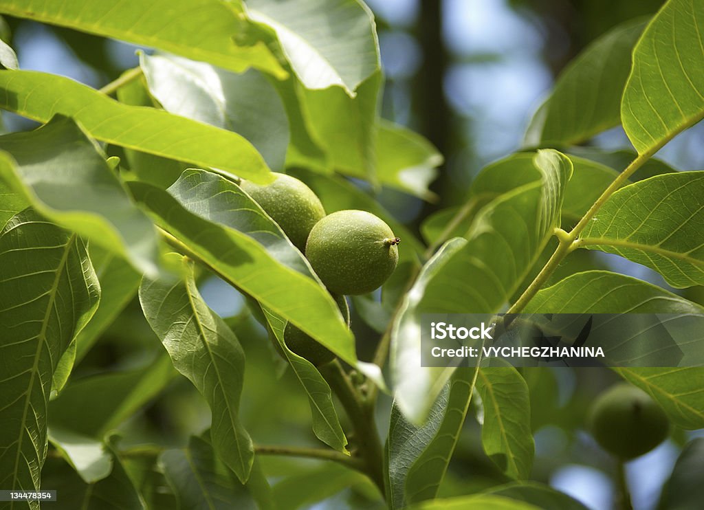 Зеленый Грецкие орехи на дерево - Стоковые фото Ветвь - часть растения роялти-ф�ри