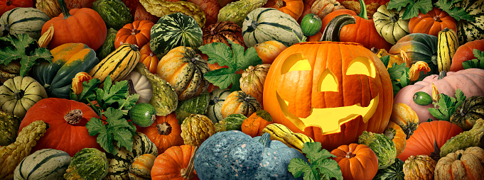 Jack-O-Lantern pumpkin as a happy Halloween celebration background with fresh harvest farm squash and colorful thanksgiving seasonal autumn squashes and fall pumpkins as a composite.