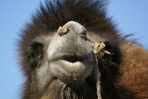 camelface Camel with reflection in his rightside eye, photographed february 2007 near Erdenedalai/Gobidesert-Mongolia. gegenüber stock pictures, royalty-free photos & images