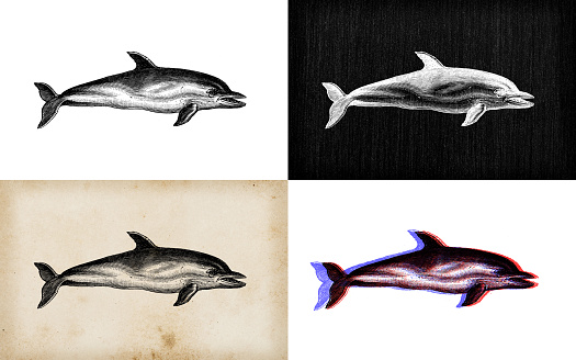 Antique animal illustration: Dolphin