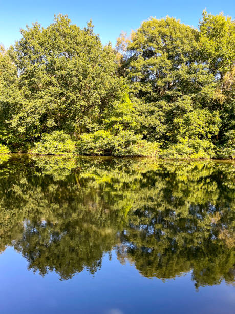 istock Scenic view of trees reflected in a lake 1344786075