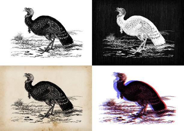 ilustrações, clipart, desenhos animados e ícones de ilustração animal antiga: turquia - turkey woodcut engraving antique