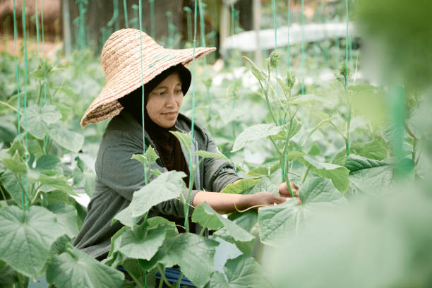 istock Female farmer working at greenhouse 1344787454