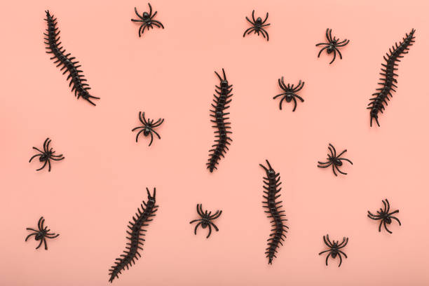 istock minimalistic pattern for halloween from various insects of black color on a light background. decor for the holiday in the form of creepy spiders. simple flat lay, top view 1344787969