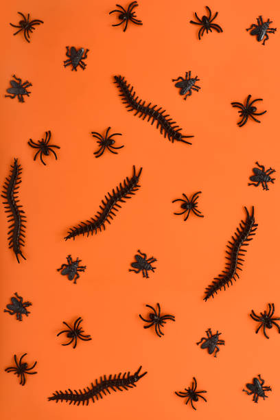 istock scary halloween pattern of various insects in black on a bright orange background backdrop. decor for the holiday in the form of creepy spiders. simple flat lay, top view 1344787980