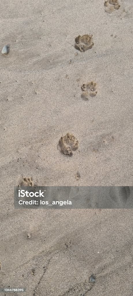 Dog paws footprint on wet sand. - Royaltyfri Varg Bildbanksbilder Dog paws footprint on wet sand. - Royaltyfri Varg Bildbanksbilder