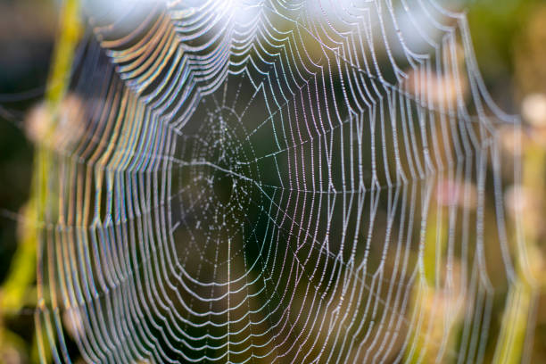istock Beautiful spider web close-up on the background of nature. Selective frocus 1344788499
