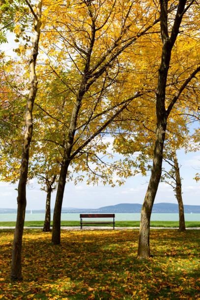 Trees in autumn colors