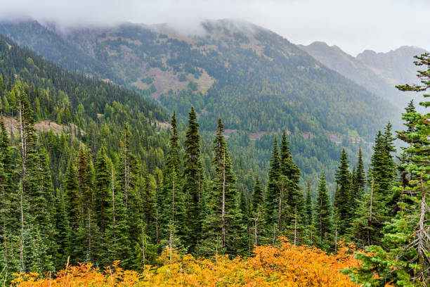 istock Hurricane Ridge Landscape 6 1344789408