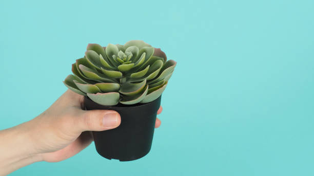 istock Hand is holding green Artificial cactus plants or plastic or fake tree on mint green background. 1344789479