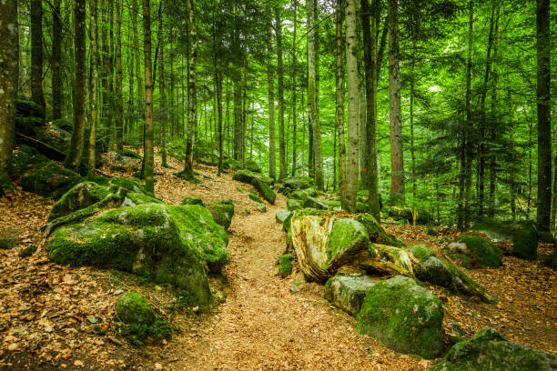 Hiking trail with autumn leaves in forest