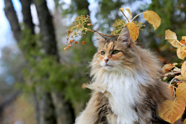 istock A beautiful tortoiseshell norwegian forest cat outdoors 1344790693