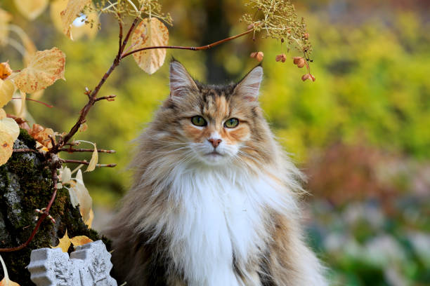 istock A beautiful tortoiseshell norwegian forest cat outdoors 1344790697